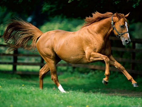 Грациозные и добрые лошади. Фото с сайта www.otdohni.dp.ua
