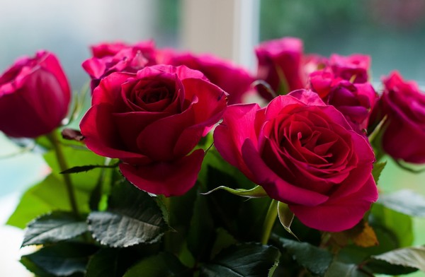 Розы — как дарить. Фото с сайта www.goodfon.ru 