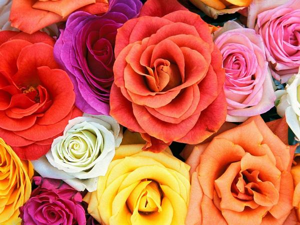 Розы — цвета и их значения. Фото с сайта fn-volga.ru 